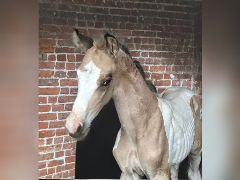 Meer warmbloeden Hengst veulen (04/2024) 168 cm Gevlekt-paard in Borgentreich