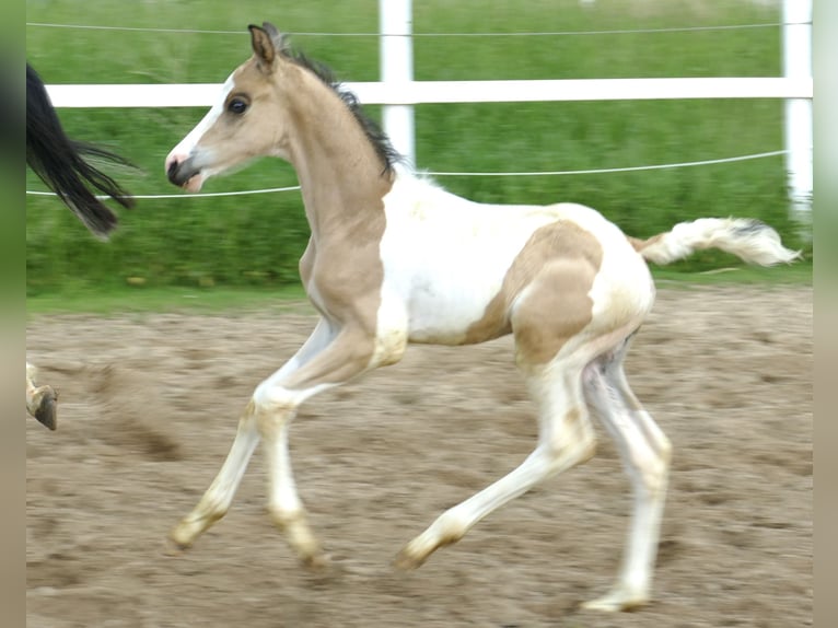 Meer warmbloeden Hengst veulen (04/2024) 168 cm Gevlekt-paard in Borgentreich