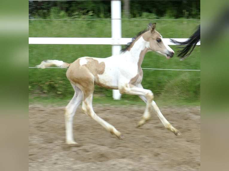 Meer warmbloeden Hengst veulen (04/2024) 168 cm Gevlekt-paard in Borgentreich