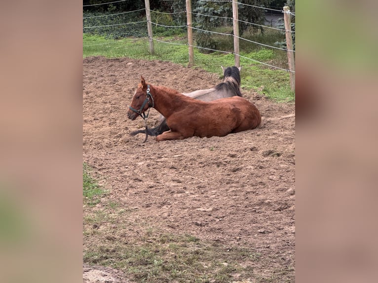 Meer warmbloeden Hengst Veulen (04/2025) 168 cm Vos in Warendorf