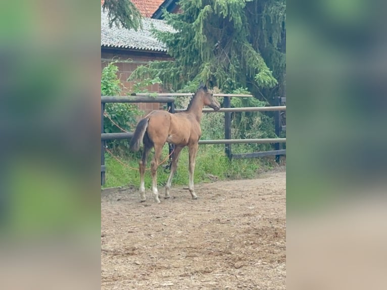Meer warmbloeden Hengst Veulen (05/2026) 170 cm Bruin in Bröckel