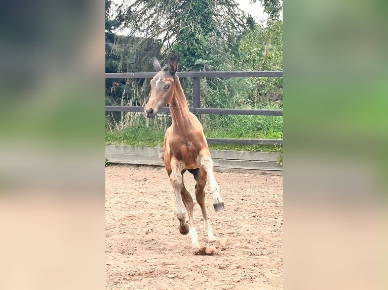 Meer warmbloeden Hengst Veulen (05/2026) 170 cm Bruin in Bröckel