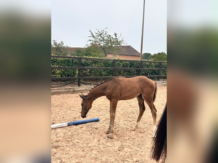 Meer warmbloeden Hengst Veulen (05/2026) 170 cm Bruin in Bröckel