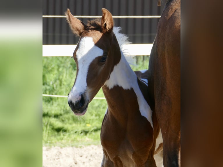 Meer warmbloeden Hengst Veulen (04/2026) 170 cm Gevlekt-paard in Borgentreich