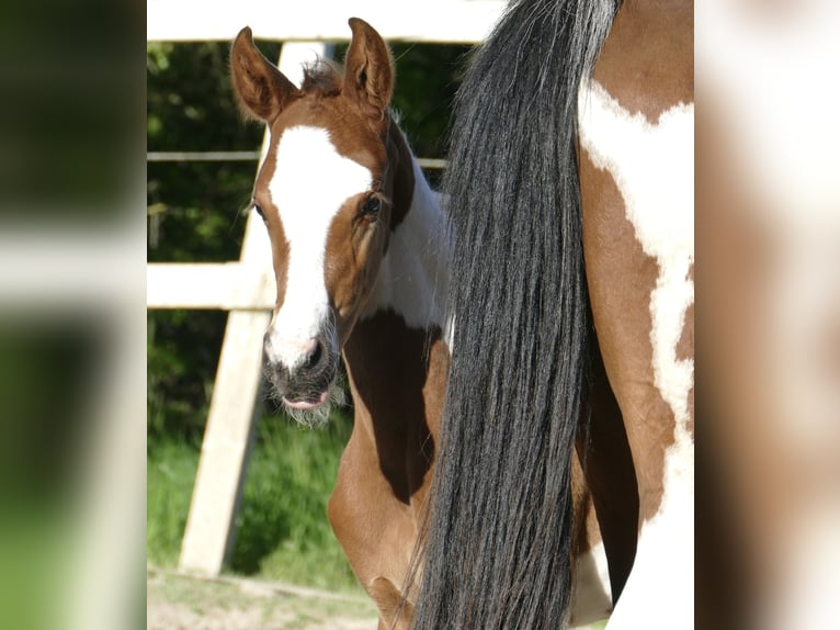 Meer warmbloeden Hengst Veulen (04/2026) 170 cm Gevlekt-paard in Borgentreich
