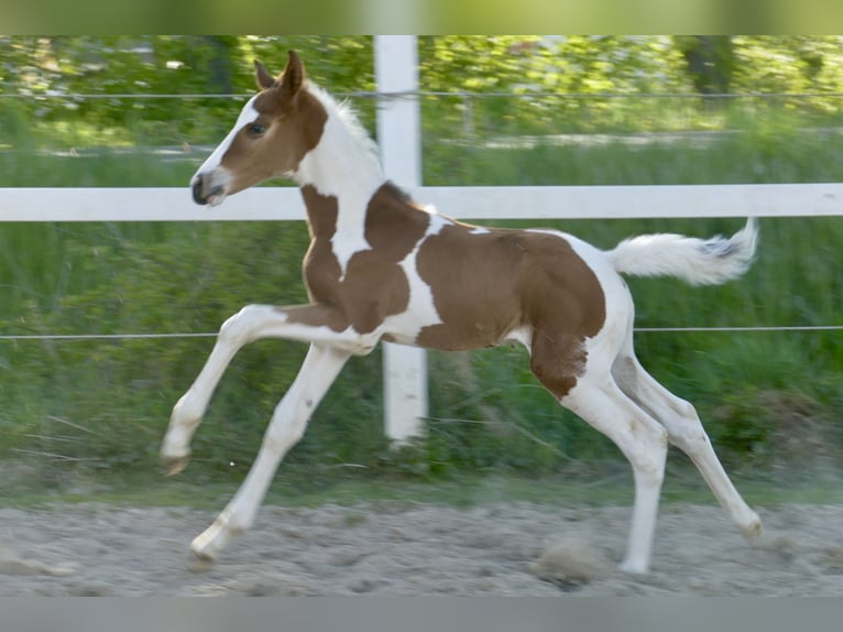 Meer warmbloeden Hengst Veulen (04/2026) 170 cm Gevlekt-paard in Borgentreich