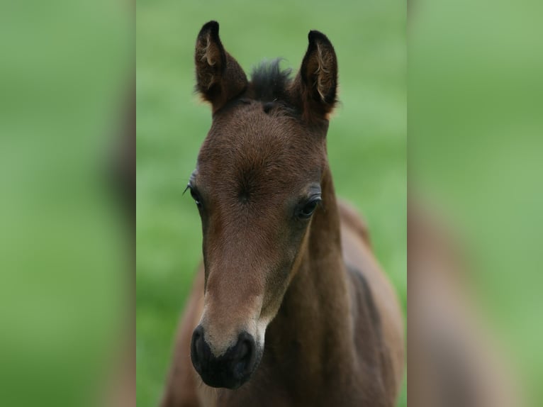 Meer warmbloeden Hengst Veulen (05/2026) 170 cm Zwartbruin in Wittmund