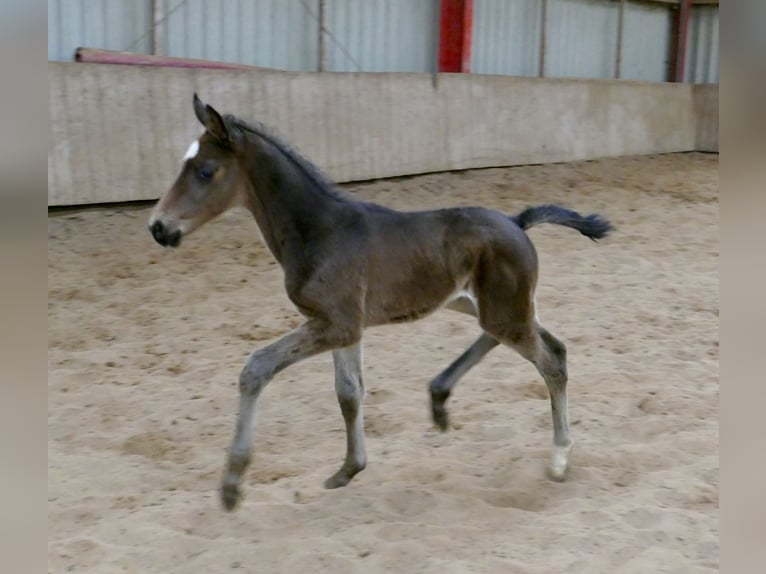 Meer warmbloeden Hengst Veulen (03/2026) 170 cm Zwartbruin in Borgentreich
