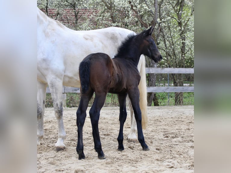 Meer warmbloeden Hengst Veulen (03/2026) Donkerbruin in Heubach