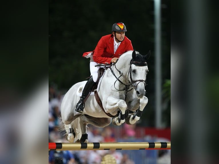 Meer warmbloeden Hengst Veulen (03/2026) Donkerbruin in Heubach