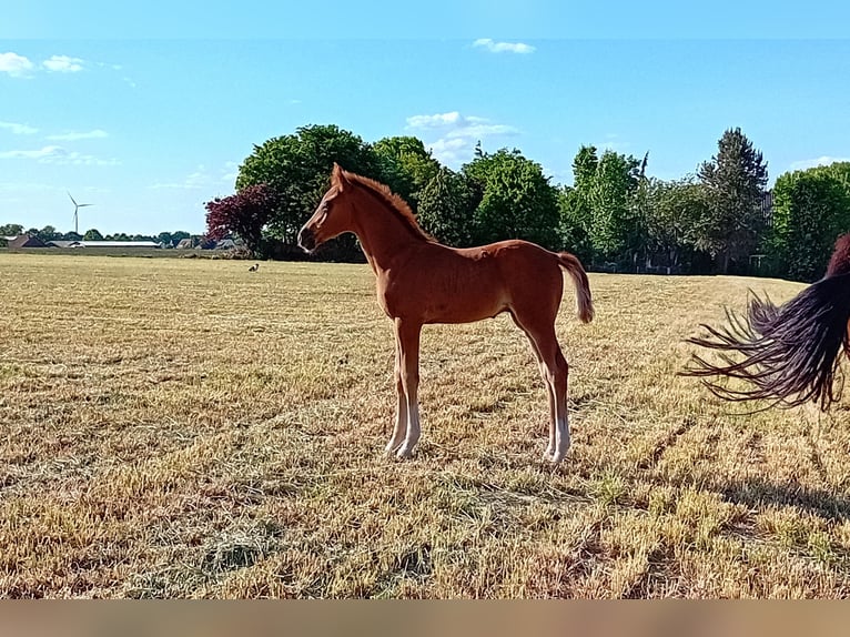 Meer warmbloeden Hengst  Donkere-vos in Mettingen