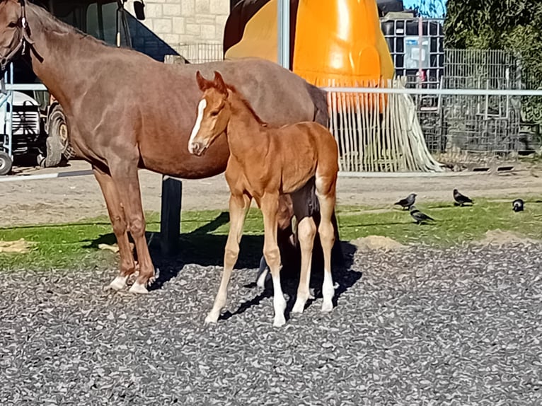 Meer warmbloeden Hengst  Donkere-vos in Mettingen