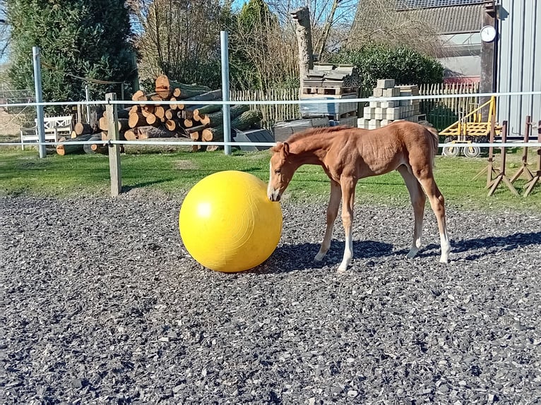 Meer warmbloeden Hengst  Donkere-vos in Mettingen