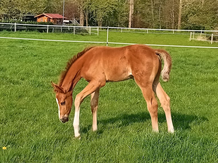 Meer warmbloeden Hengst  Donkere-vos in Mettingen