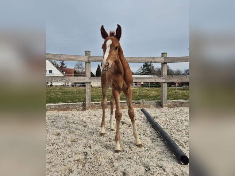 Meer warmbloeden Hengst  Donkere-vos in Mettingen