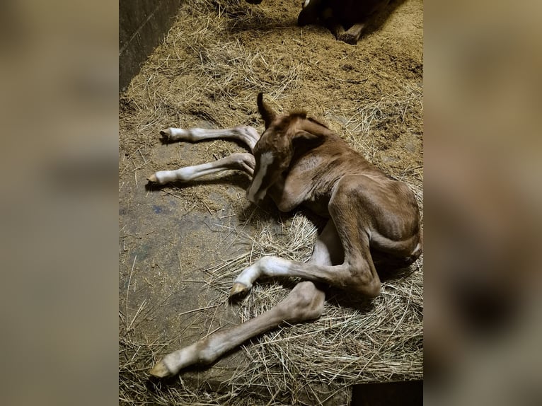 Meer warmbloeden Hengst  Donkere-vos in Mettingen