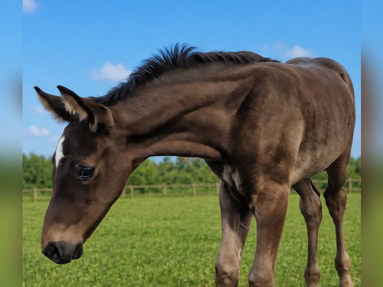 Meer warmbloeden Hengst Veulen (04/2026)  in Den Ham