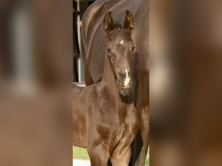 Meer warmbloeden Hengst Veulen (02/2026) Zwart in Dortmund