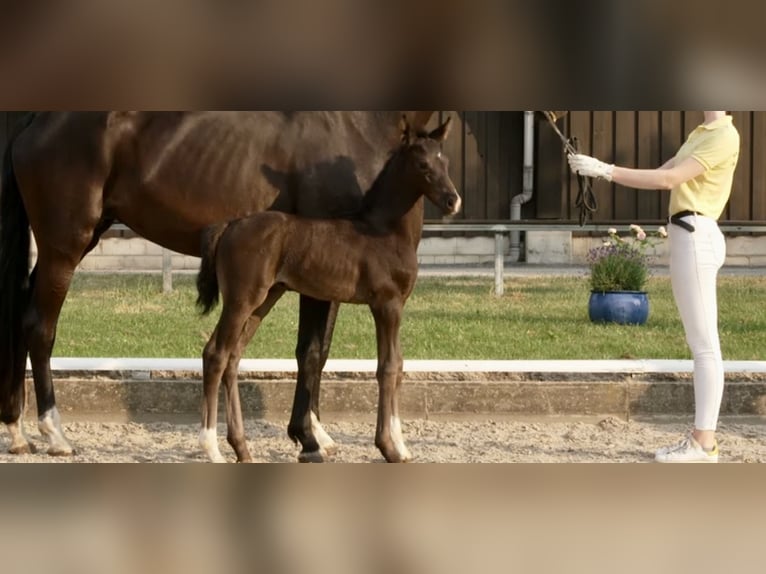 Meer warmbloeden Hengst Veulen (02/2026) Zwart in Dortmund