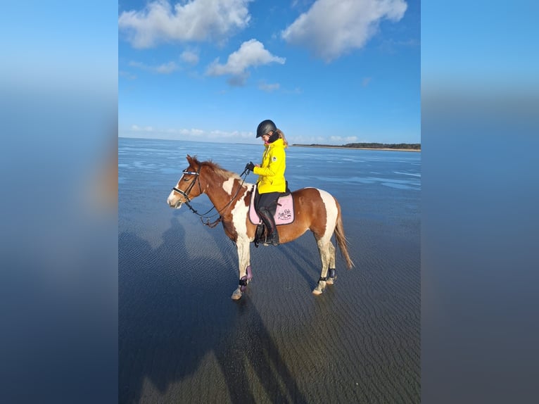 Meer warmbloeden Merrie 10 Jaar 156 cm Gevlekt-paard in Cuxhaven