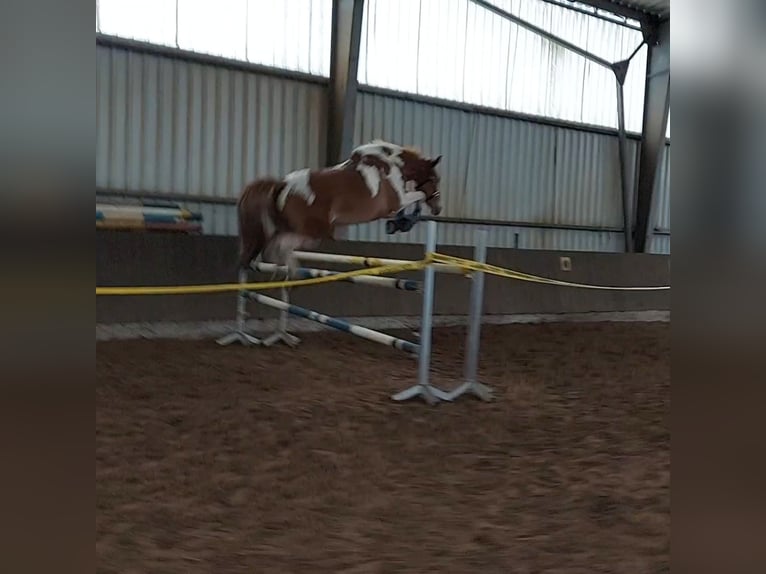 Meer warmbloeden Merrie 10 Jaar 156 cm Gevlekt-paard in Cuxhaven