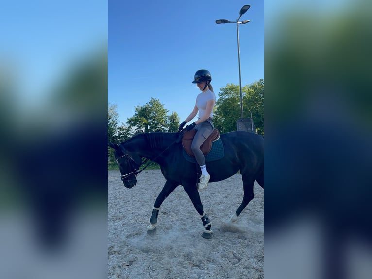 Meer warmbloeden Mix Merrie 10 Jaar 160 cm Zwart in Krefeld