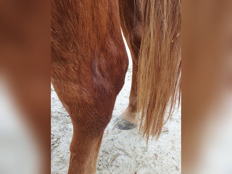 Meer warmbloeden Mix Merrie 10 Jaar 161 cm Vos in Engelskirchen