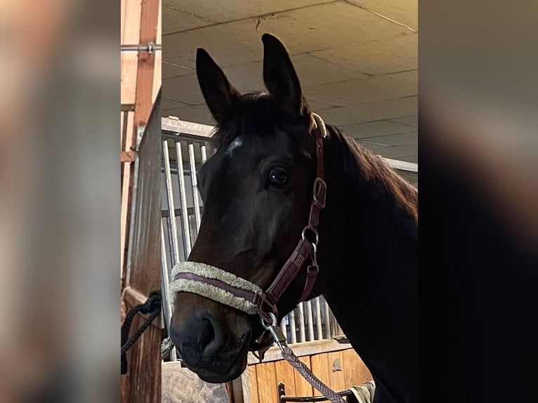 Meer warmbloeden Merrie 10 Jaar 165 cm Bruin in St. Valentin