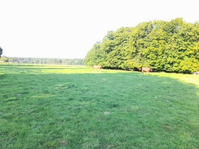 Meer warmbloeden Merrie 10 Jaar 165 cm Lichtbruin in Buchholz in der Nordheide