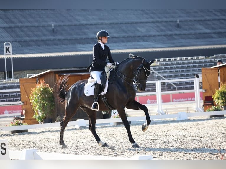 Meer warmbloeden Merrie 10 Jaar 167 cm Zwart in Heiligenberg