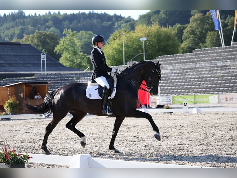 Meer warmbloeden Merrie 10 Jaar 167 cm Zwart in Heiligenberg