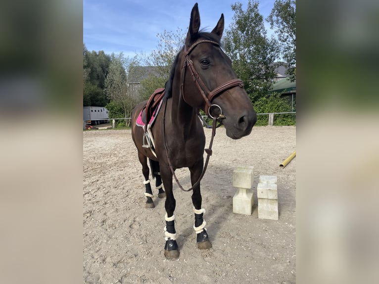 Meer warmbloeden Mix Merrie 10 Jaar 168 cm Donkerbruin in Noertzange