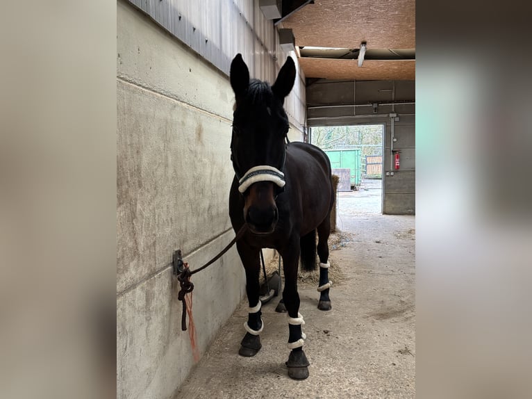 Meer warmbloeden Mix Merrie 10 Jaar 168 cm Donkerbruin in Noertzange