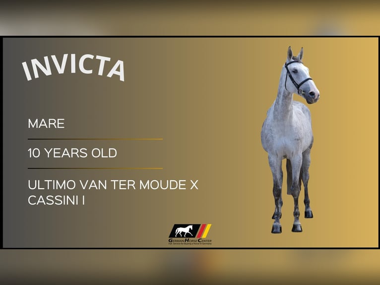 Meer warmbloeden Merrie 10 Jaar Schimmel in Z&#xFC;lpich