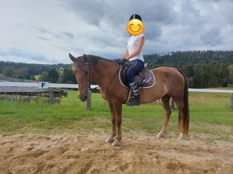 Meer warmbloeden Mix Merrie 11 Jaar 142 cm Bruin in Neureichenau