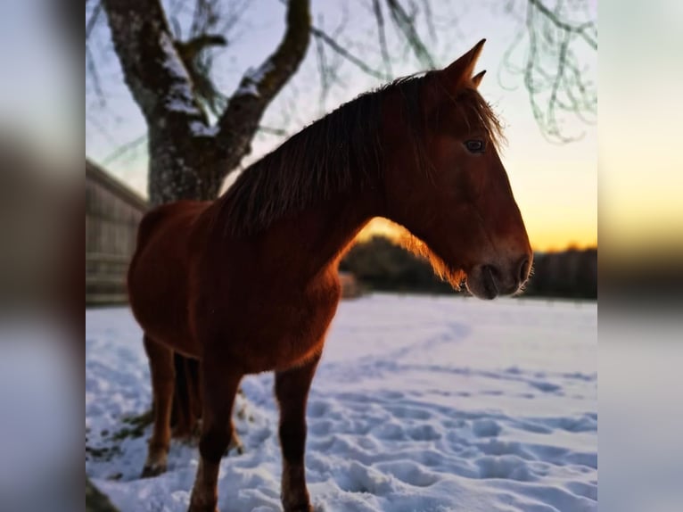 Meer warmbloeden Mix Merrie 11 Jaar 142 cm Bruin in Neureichenau