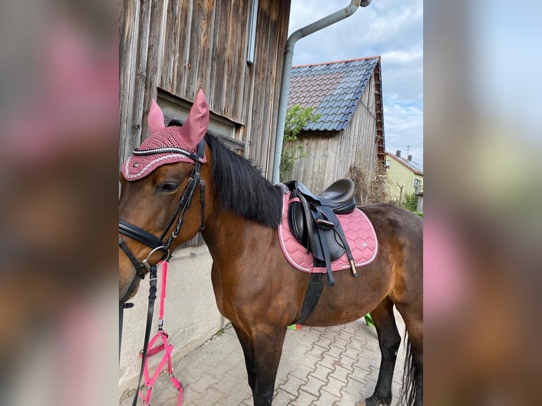 Meer warmbloeden Merrie 11 Jaar 150 cm Bruin in Gaildorf