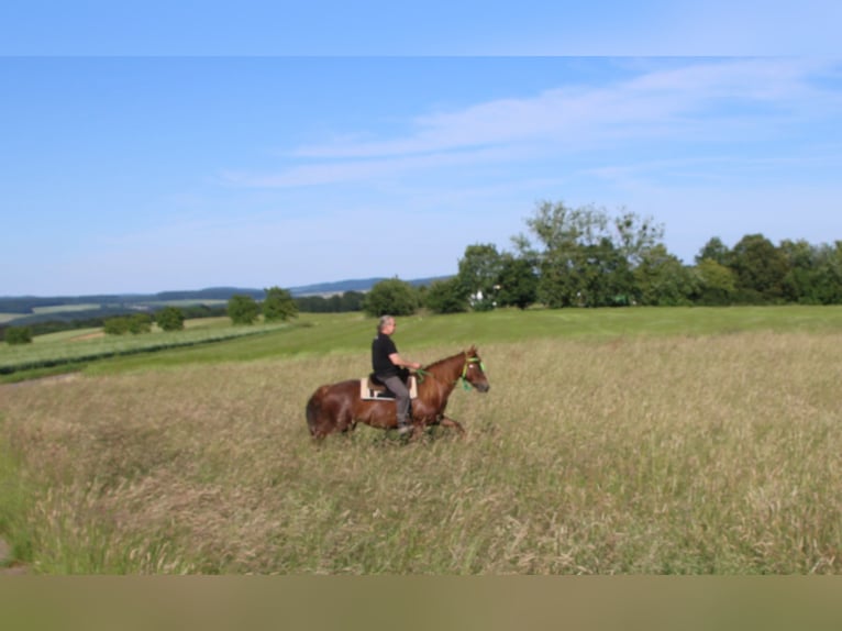 Meer warmbloeden Merrie 11 Jaar 156 cm Donkere-vos in Gemmerich