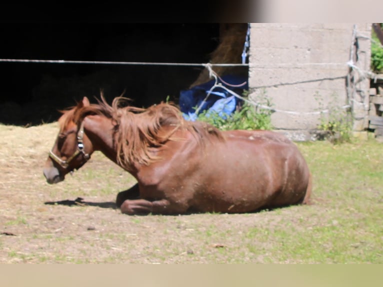 Meer warmbloeden Merrie 11 Jaar 156 cm Donkere-vos in Gemmerich