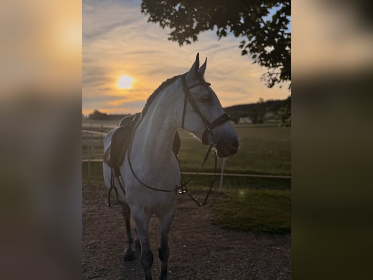 Meer warmbloeden Merrie 11 Jaar 160 cm Appelschimmel in Mengkofen