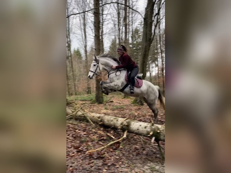 Meer warmbloeden Merrie 11 Jaar 160 cm Appelschimmel in Mengkofen