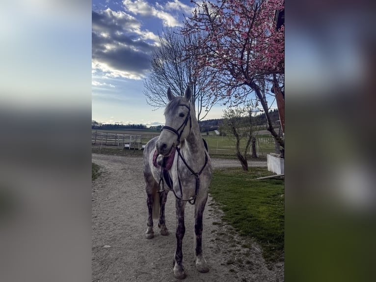 Meer warmbloeden Merrie 11 Jaar 160 cm Appelschimmel in Mengkofen