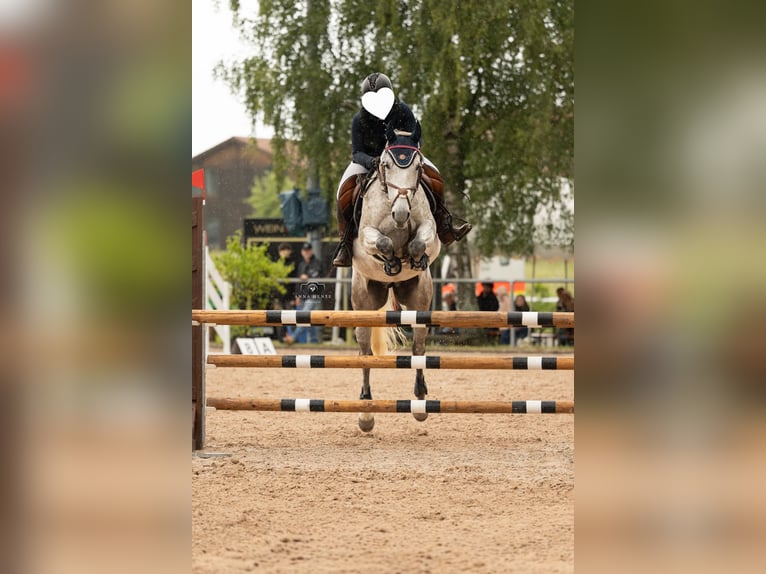 Meer warmbloeden Merrie 11 Jaar 160 cm Schimmel in Balingen