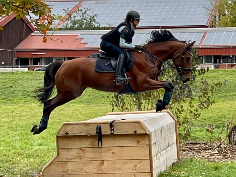 Meer warmbloeden Merrie 11 Jaar 163 cm Bruin in Ansbach