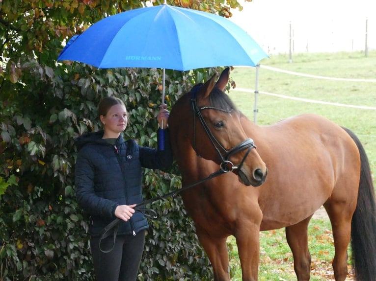 Meer warmbloeden Merrie 11 Jaar 163 cm Bruin in Ansbach