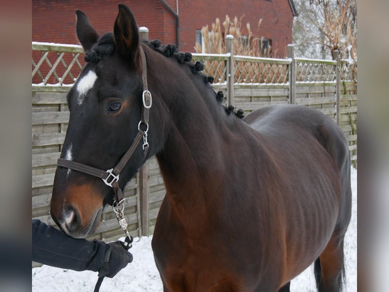 Meer warmbloeden Merrie 11 Jaar 163 cm Bruin in Dorsten