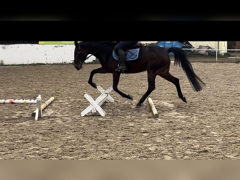 Meer warmbloeden Merrie 11 Jaar 163 cm Donkerbruin in Pelmberg