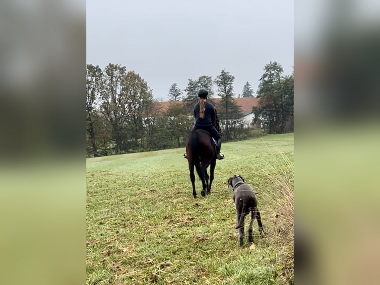 Meer warmbloeden Merrie 11 Jaar 163 cm Donkerbruin in Pelmberg