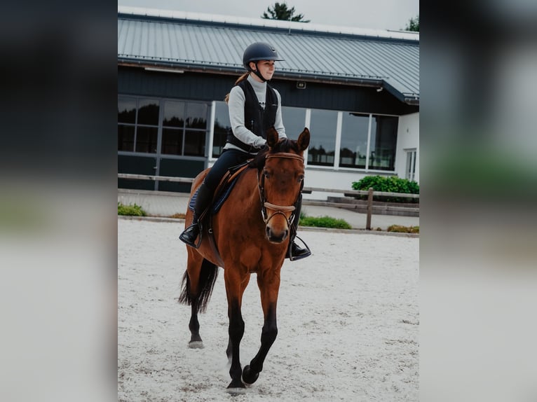 Meer warmbloeden Merrie 11 Jaar 163 cm Lichtbruin in Junglinster