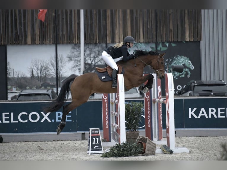 Meer warmbloeden Merrie 11 Jaar 163 cm Lichtbruin in Junglinster